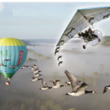 VOLER AVEC LES OISEAUX